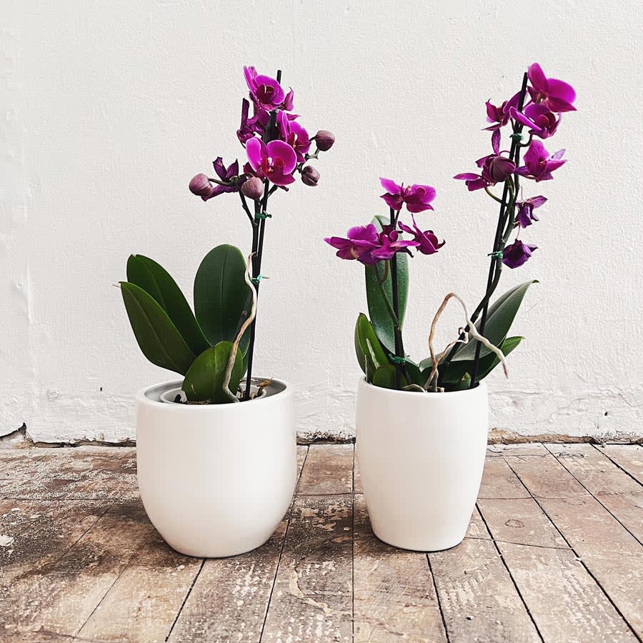 Matera Sire - Imagen 3